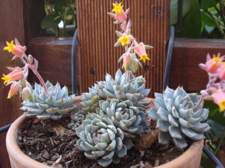 Echeveria 'Azulita'