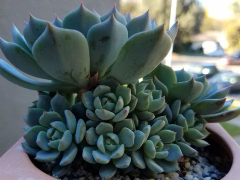 Echeveria 'Azulita'