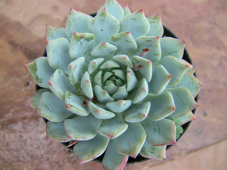 Echeveria 'Azulita'