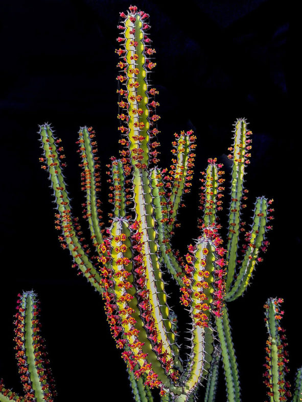 Euphorbia vulcanorum