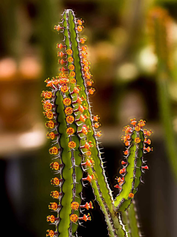 Euphorbia vulcanorum