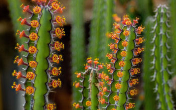 Euphorbia vulcanorum Euphorbia vulcanorum
