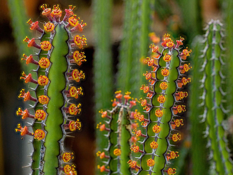 Euphorbia vulcanorum