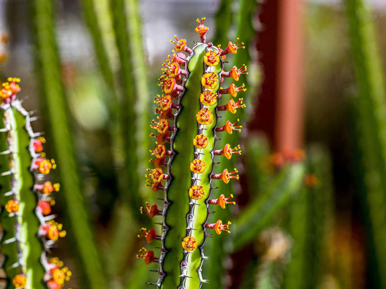 Euphorbia vulcanorum