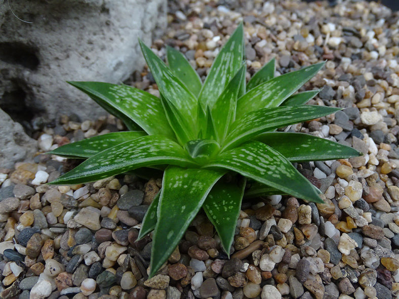 Haworthia zantneriana (High Haworthia)