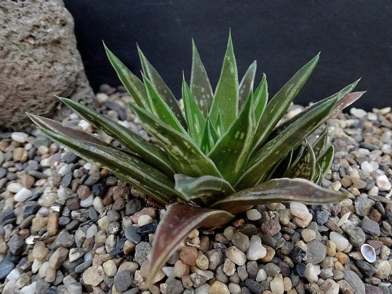 Haworthia zantneriana (High Haworthia)