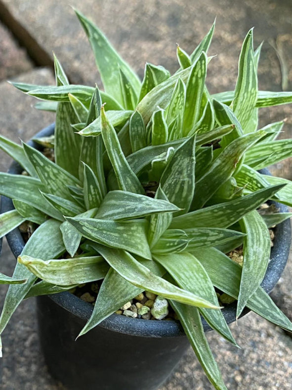 Haworthia zantneriana (High Haworthia)