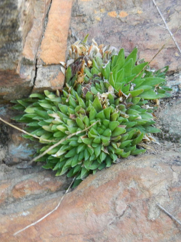 Haworthia zantneriana (High Haworthia)