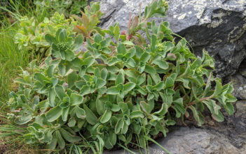 Hylotelephium telephioides (Allegheny Stonecrop) Hylotelephium telephioides (Allegheny Stonecrop)