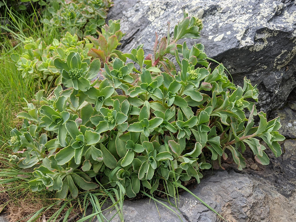 Hylotelephium telephioides (Allegheny Stonecrop)