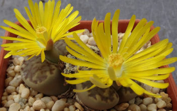 Lithops bromfieldii (Living Stones) Lithops bromfieldii (Living Stones)