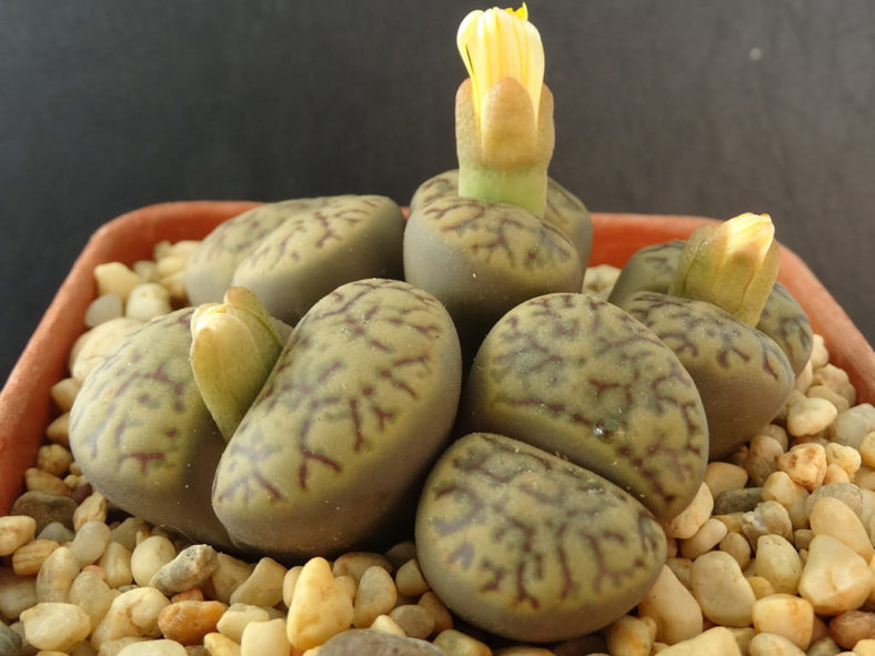 Lithops bromfieldii (Living Stones)