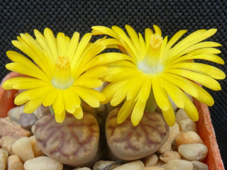 Lithops bromfieldii (Living Stones)