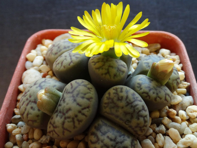 Lithops bromfieldii (Living Stones)