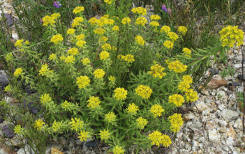 Phedimus selskanianus (Amur Stonecrop) Phedimus selskanianus (Amur Stonecrop)