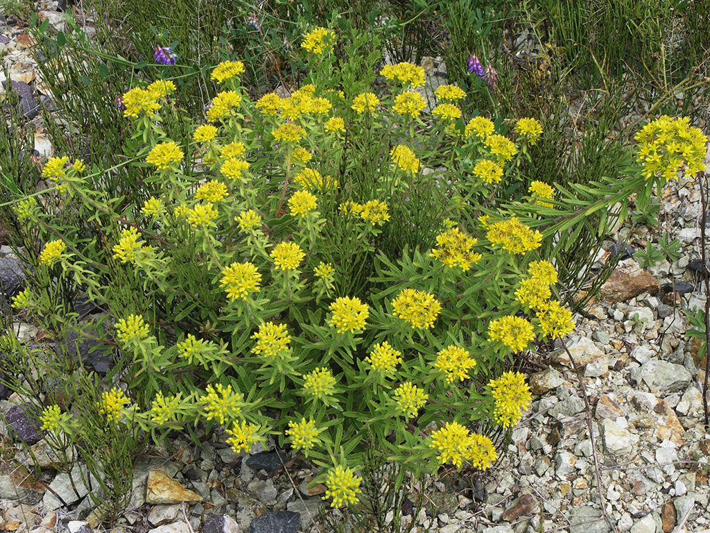 Phedimus selskanianus (Amur Stonecrop)