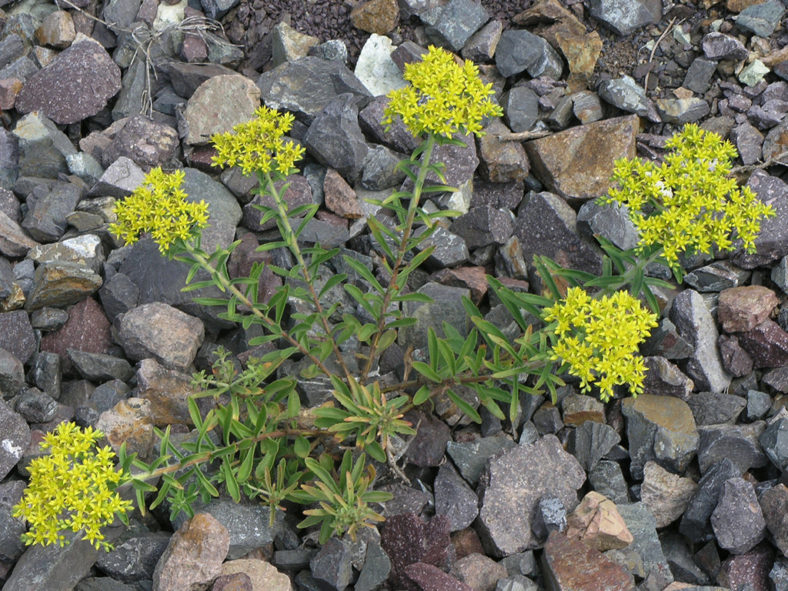 Phedimus selskanianus (Amur Stonecrop)