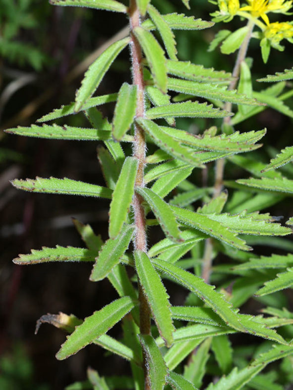 Phedimus selskanianus (Amur Stonecrop)