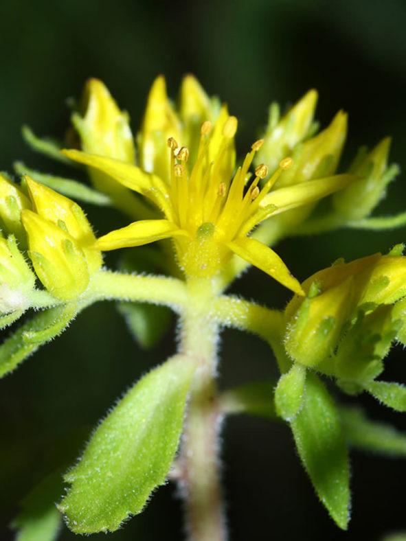 Phedimus selskanianus (Amur Stonecrop)