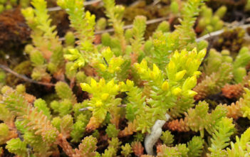 Sedum sexangulare (Tasteless Stonecrop) Sedum sexangulare (Tasteless Stonecrop)