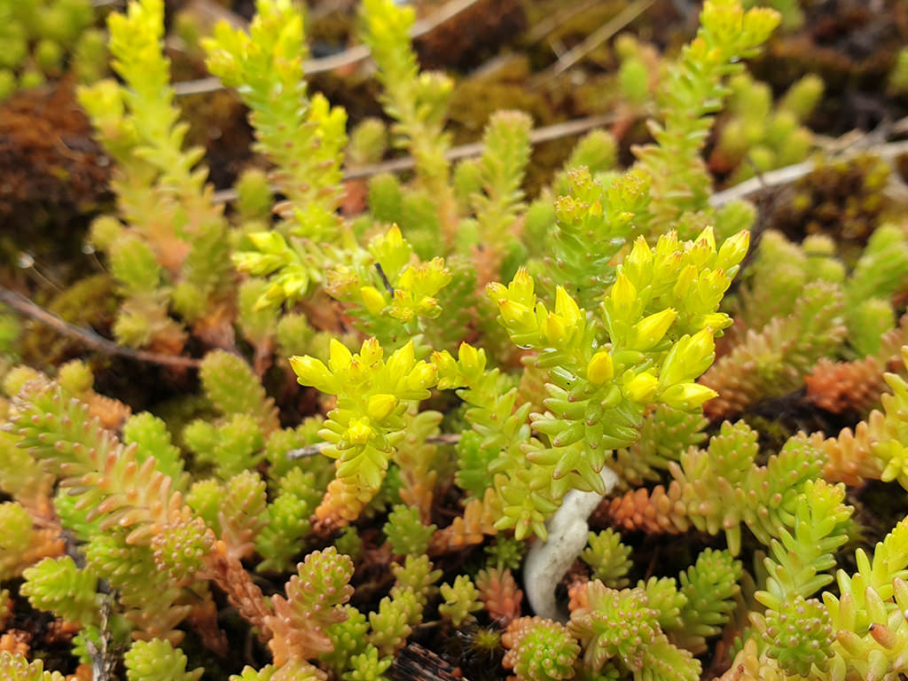 Sedum sexangulare (Tasteless Stonecrop)