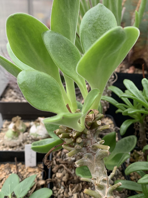 Tylecodon hirtifolius aka Tylecodon hirtifolium