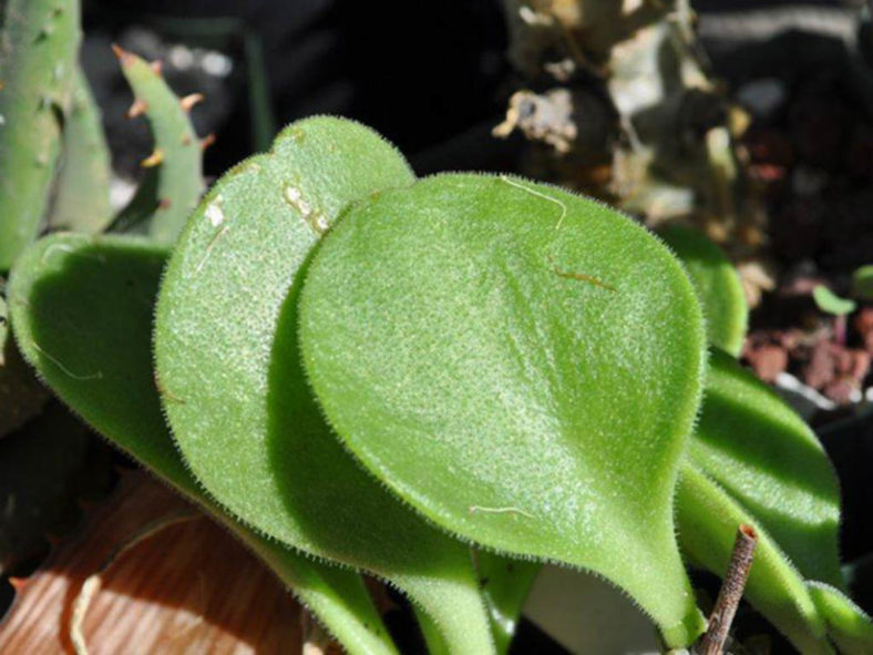 Tylecodon hirtifolius aka Tylecodon hirtifolium