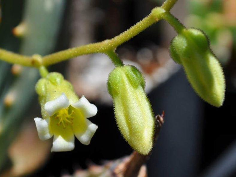 Tylecodon hirtifolius aka Tylecodon hirtifolium