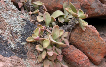 Tylecodon hirtifolius Tylecodon hirtifolius aka Tylecodon hirtifolium