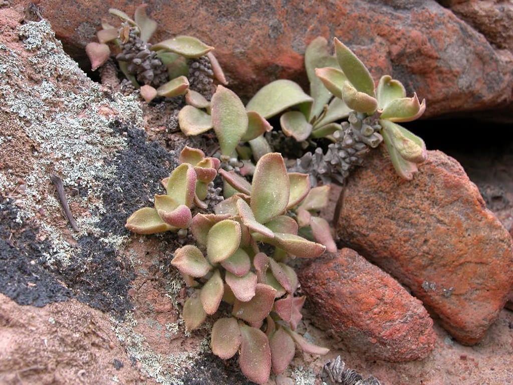 Tylecodon hirtifolius aka Tylecodon hirtifolium