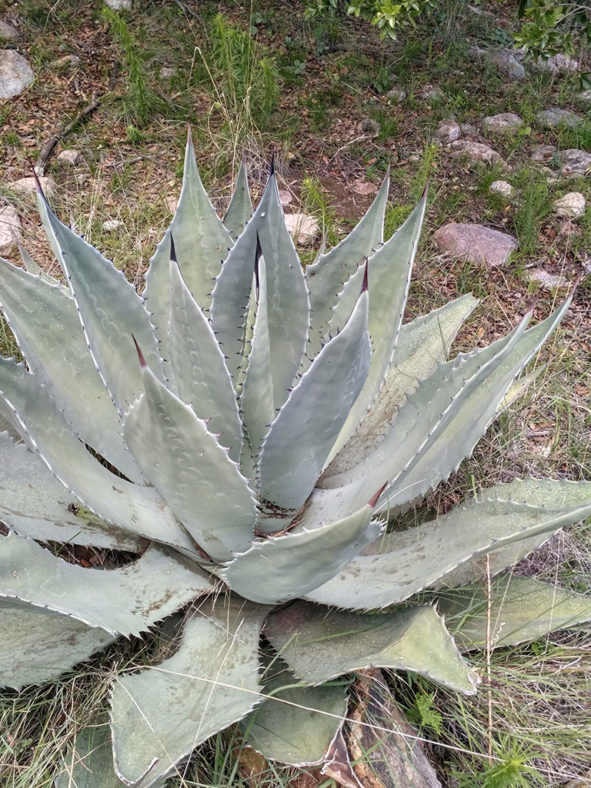 Agave durangensis