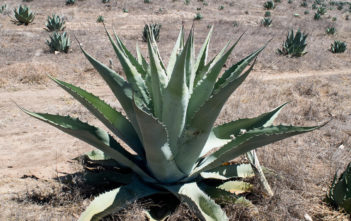 Agave durangensis