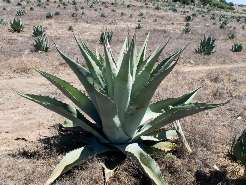 Agave durangensis