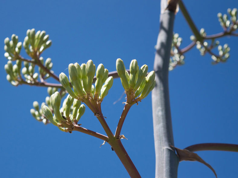 Agave durangensis