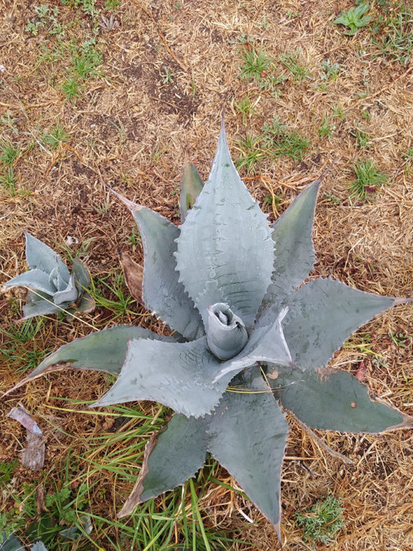 Agave durangensis