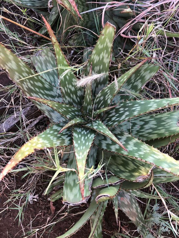 Aloe greatheadii (Spotted Aloe)