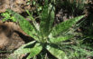 Aloe greatheadii (Spotted Aloe)