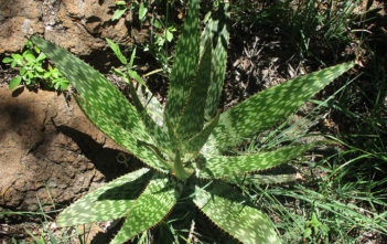 Aloe greatheadii (Spotted Aloe) Aloe greatheadii (Spotted Aloe)