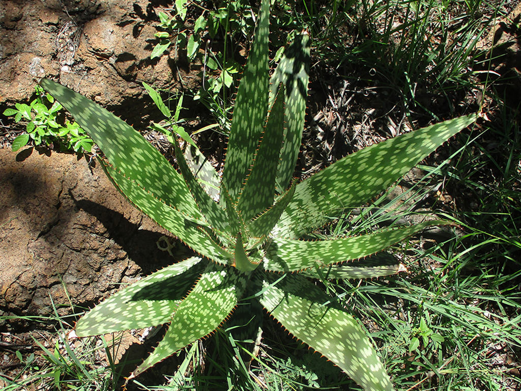 Aloe greatheadii (Spotted Aloe)
