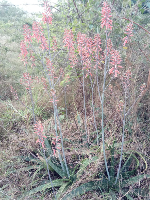 Aloe greatheadii (Spotted Aloe)