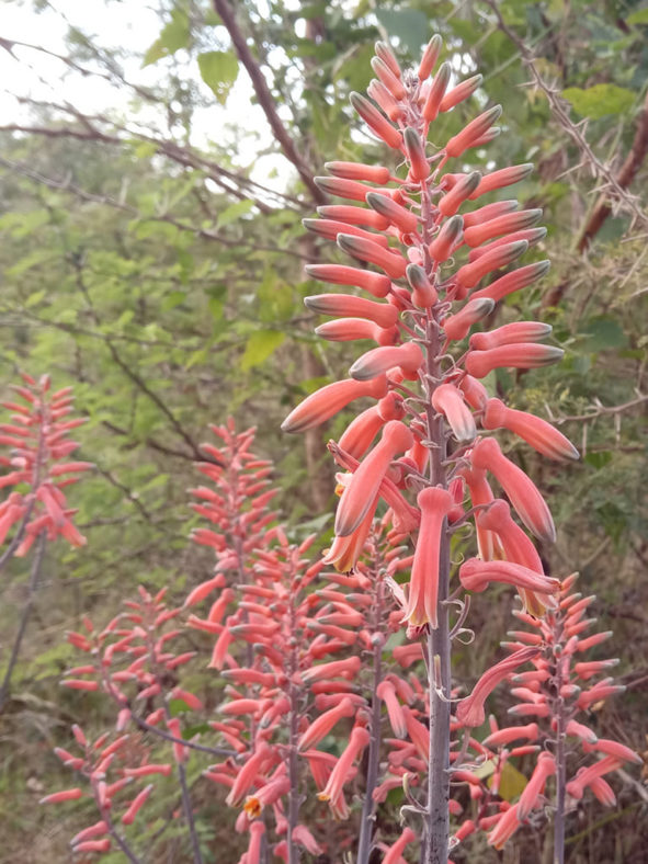 Aloe greatheadii (Spotted Aloe)