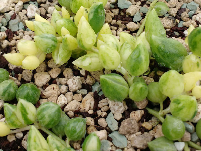 Curio herreanus 'Variegatus' aka Senecio herreanus 'Variegatus' or Senecio herreianus 'Variegatus'