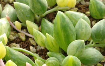 Curio herreanus f. variegatus Curio herreanus f. variegatus aka Senecio herreanus f. variegatus or Senecio herreianus f. variegatus