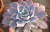 Echeveria 'Pinky'