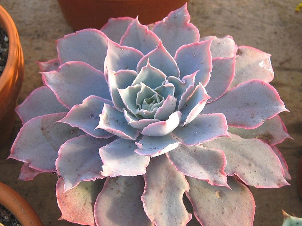 Echeveria 'Pinky'