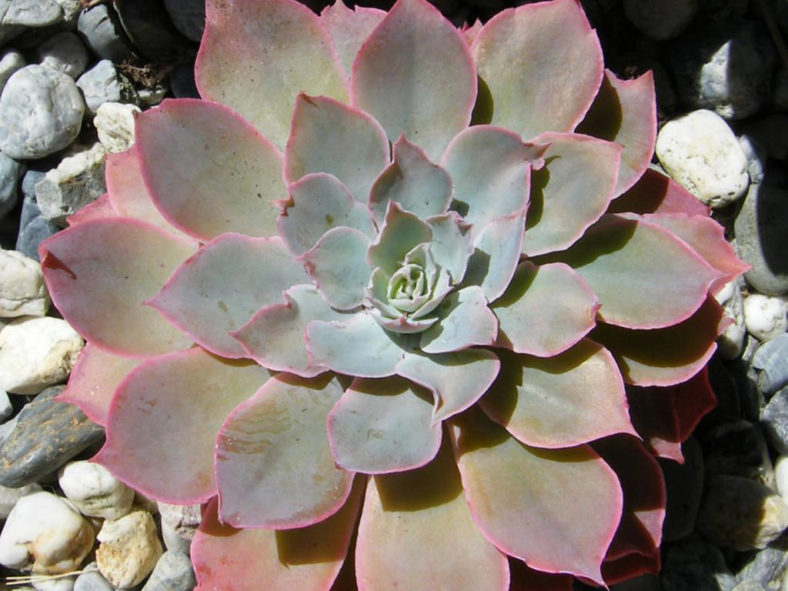 Echeveria 'Pinky'