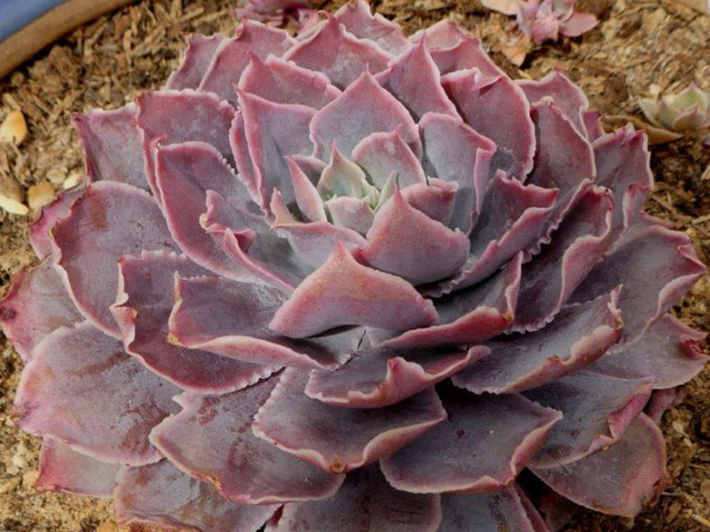 Echeveria 'Pinky'