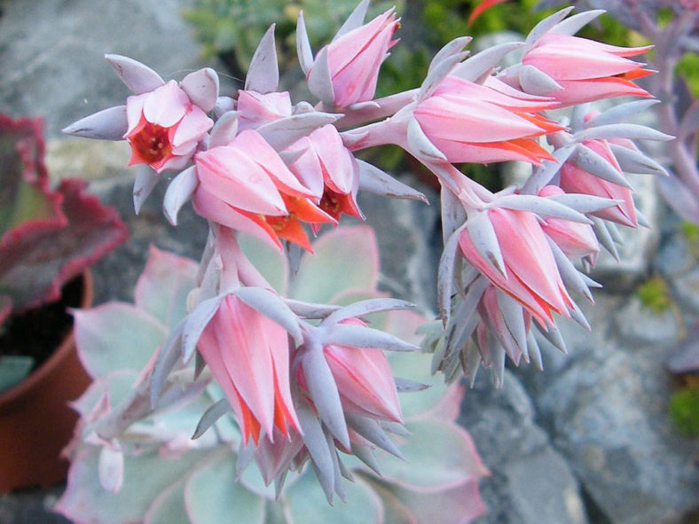 Echeveria 'Pinky'