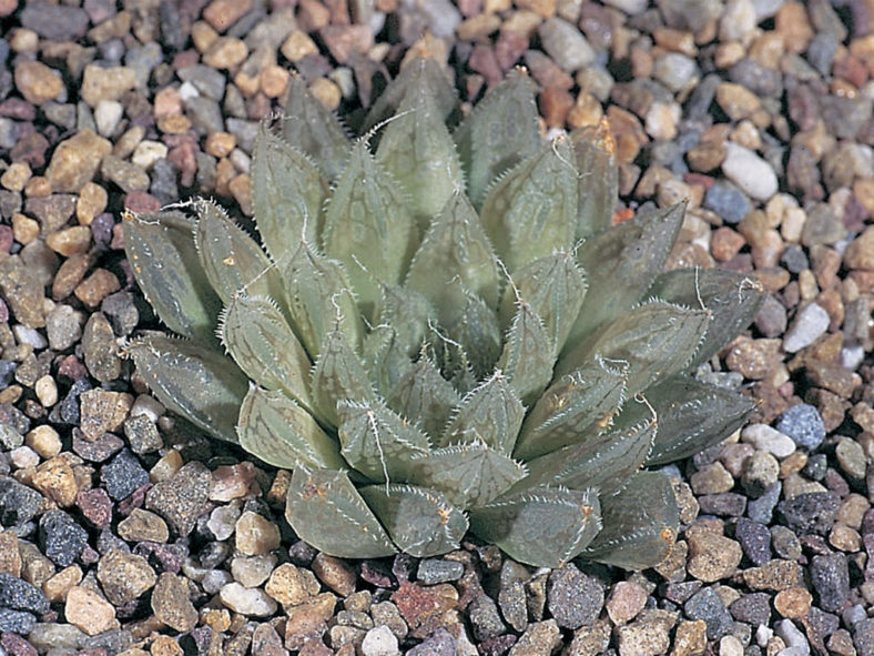 Haworthia nortieri (Cederberg Haworthia)