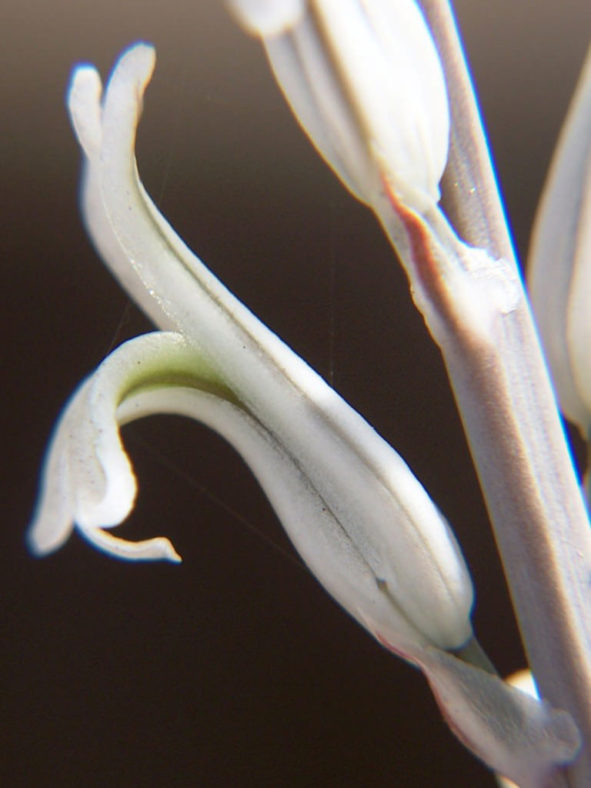 Haworthia nortieri (Cederberg Haworthia)